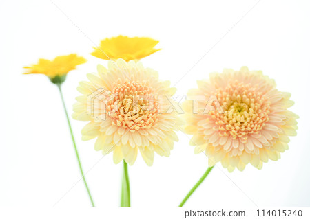 亮黃色非洲菊 亮黃色非洲菊 114015240