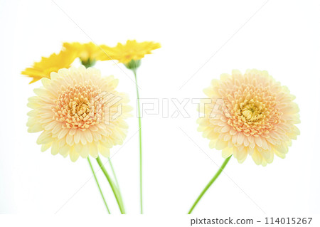 亮黃色非洲菊 114015267