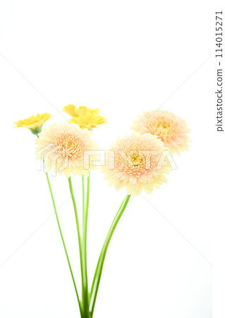 亮黃色非洲菊 114015271