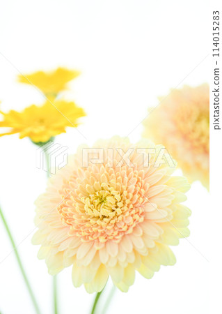 亮黃色非洲菊 114015283