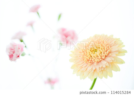 亮黃色非洲菊 亮黃色非洲菊 114015284