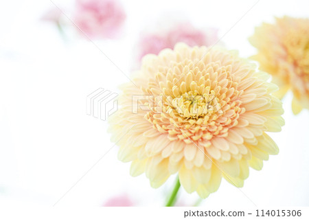 亮黃色非洲菊 亮黃色非洲菊 114015306