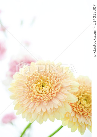 Bright yellow gerbera Bright yellow gerbera 114015307