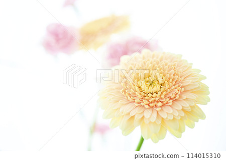 亮黃色非洲菊 亮黃色非洲菊 114015310