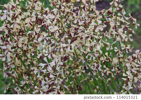 芝麻菜花 114015321