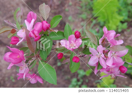 Apple flower 114015405