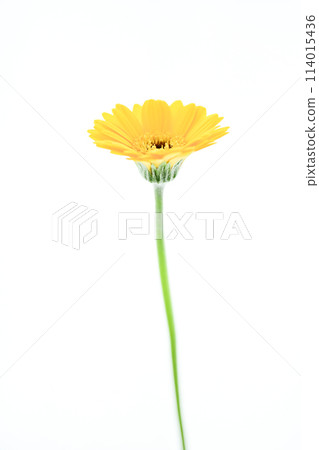 Bright yellow gerbera 114015436