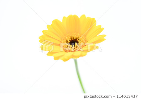 Bright yellow gerbera Bright yellow gerbera 114015437