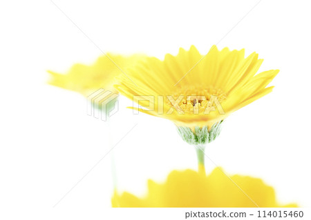 Bright yellow gerbera 114015460