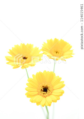 Bright yellow gerbera 114015461