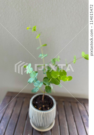 陽台桌上的小盆栽桉樹 - 5 陽台桌上的小盆栽桉樹 - 5 114015472