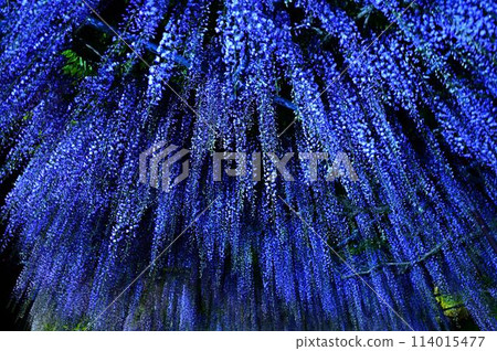 博報寺的神藤富士 博報寺的神藤富士 114015477