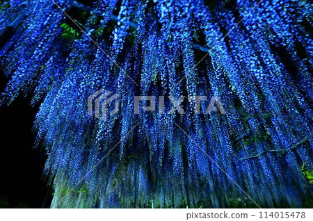 博報寺的神藤富士 博報寺的神藤富士 114015478