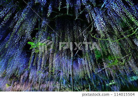 博報寺的神藤富士 114015504