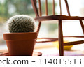 Cactus foliage plant 114015513