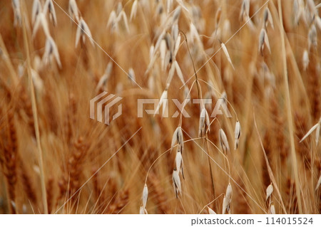 Oats, weeds in a wheat field Oats, weeds in a wheat field 114015524
