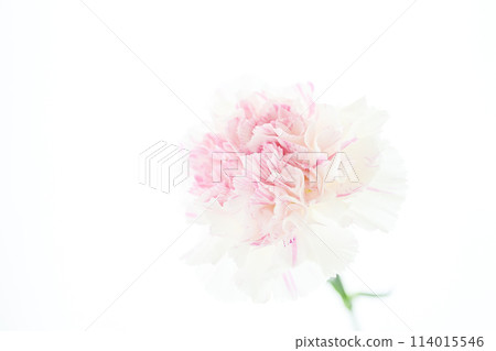 Bright white and pink carnations 114015546