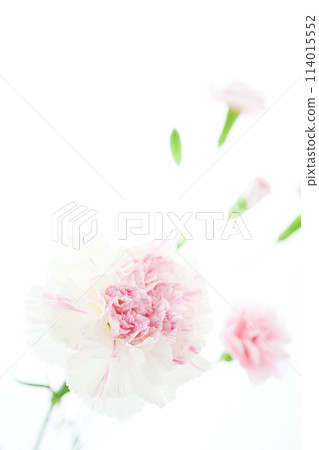 Bright white and pink carnations 114015552