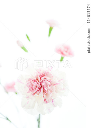 Bright white and pink carnations 114015574