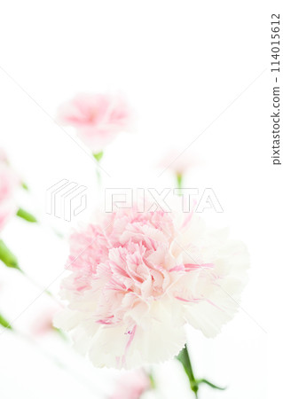 Bright white and pink carnations Bright white and pink carnations 114015612