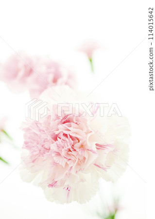 Bright white and pink carnations Bright white and pink carnations 114015642