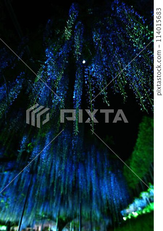 博報寺的神藤富士 博報寺的神藤富士 114015683