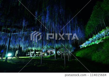博報寺的神藤富士 博報寺的神藤富士 114015684