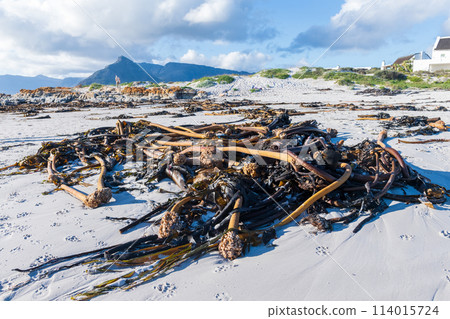 The cape peninsula The cape peninsula 114015724