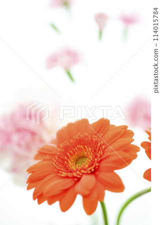 Bright orange gerbera flowers Bright orange gerbera flowers 114015784
