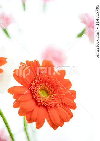 Bright orange gerbera flowers Bright orange gerbera flowers 114015785