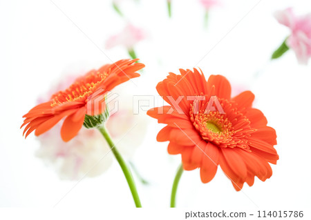 Bright orange gerbera flowers 114015786