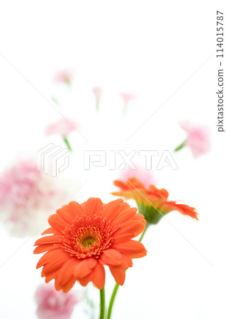 Bright orange gerbera flowers Bright orange gerbera flowers 114015787