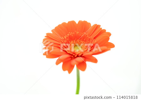 Bright orange gerbera flowers 114015818