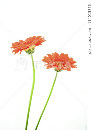 Bright orange gerbera flowers Bright orange gerbera flowers 114015826