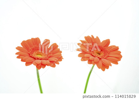 Bright orange gerbera flowers 114015829