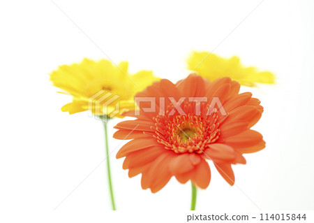 明亮的橙色非洲菊花 明亮的橙色非洲菊花 114015844