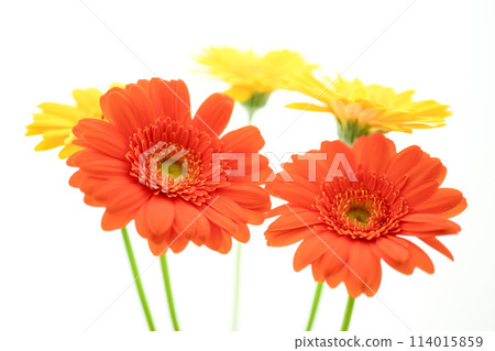 Bright orange gerbera flowers 114015859