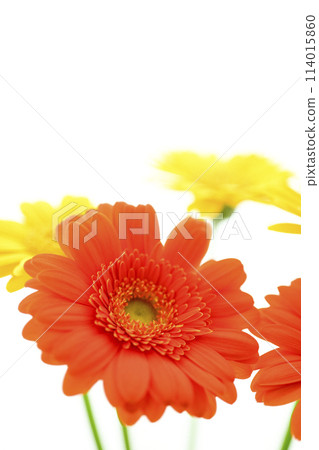 Bright orange gerbera flowers Bright orange gerbera flowers 114015860