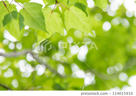 Refreshing fresh green background material 114015910