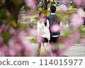 盛開的櫻花和年輕夫婦 114015977