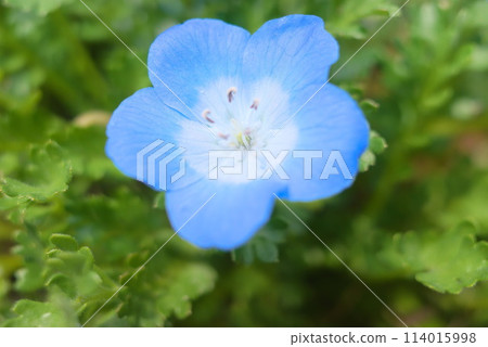 Nemophila taken up 114015998
