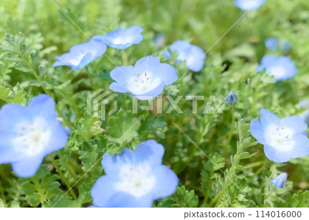 Nemophila photographed from the side 114016000