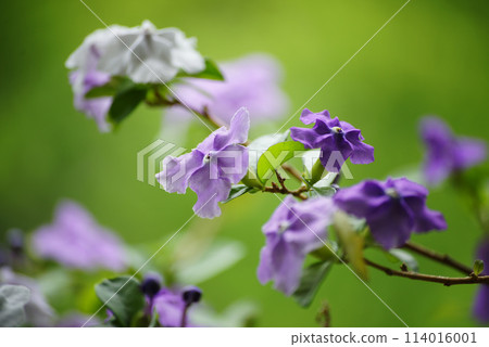 American Jasmine 114016001