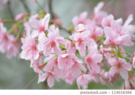 pink sukura flowers 114016366