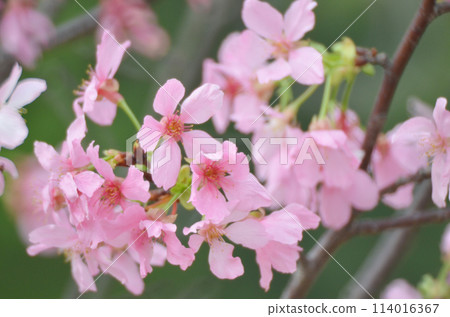 pink sukura flowers 114016367