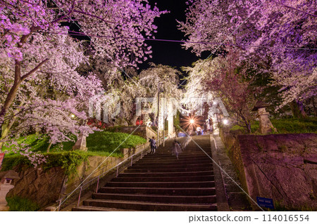 春天，櫻花盛開的夜晚，烏帽山八幡宮，石牌坊燈火通明，山形縣 114016554