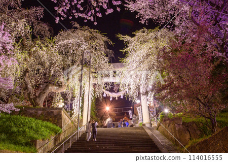 春天,櫻花盛開的夜晚,烏帽山八幡宮,石牌坊燈火通明,山形縣 春天,櫻花盛開的夜晚,烏帽山八幡宮,石牌坊燈火通明,山形縣 114016555