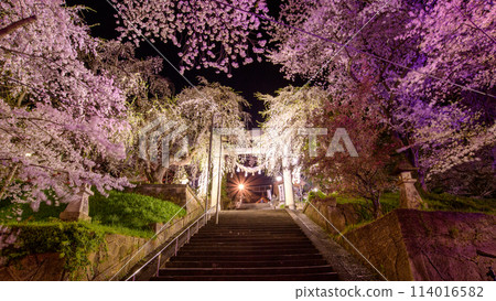 Akayu Onsen: Spectacular night view of Eboshiyama Senbonzakura, Yamagata Prefecture 114016582
