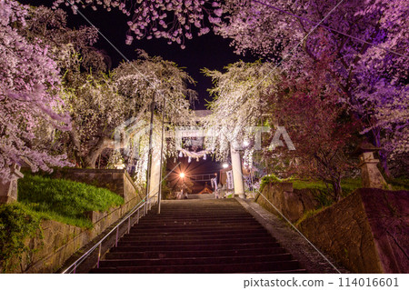 A night of spring cherry blossoms in full bloom, Eboshiyama Hachimangu Shrine, with the large stone torii gate lit up, Yamagata Prefecture 114016601