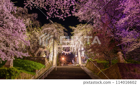 山形縣赤湯溫泉夜景、江帽子山千株櫻花點燈 114016602